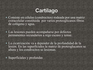  Consiste en células (condrocitos) rodeada por una matriz
extracelular constituida por varios proteoglicanos fibras
de colágeno y agua.
 Las lesiones pueden acompañarse por defectos
permanentes secundarios a rego escaso y tenue.
 La cicatrización va a depender de la profundidad de la
lesión. En las superficiales la matriz de proteoglucanos se
altera y los condrocitos se lesionan.
 Superficiales y profundas
 