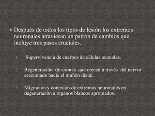  Después de todos los tipos de lesión los extremos
neuronales atraviesan un patrón de cambios que
incluye tres pasos cruciales.
1. Supervivencia de cuerpos de células axonales.
2. Regeneración de axones que crecen a través del nervio
seccionado hacia el muñón distal.
3. Migración y conexión de extremos neuronales en
degeneración a órganos blancos apropiados.
 