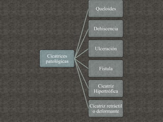 Cicatrices
patológicas
Queloides
Dehiscencia
Ulceración
Fístula
Cicatriz
Hipertrófica
Cicatriz retráctil
o deformante
 