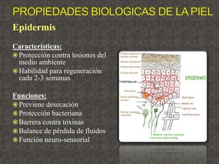 Epidermis
Características:
Protección contra lesiones del
medio ambiente
Habilidad para regeneración
cada 2-3 semanas
Funciones:
Previene desecación
Protección bacteriana
Barrera contra toxinas
Balance de pérdida de fluidos
Función neuro-sensorial
 