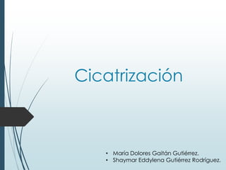 Cicatrización
• María Dolores Gaitán Gutiérrez.
• Shaymar Eddylena Gutiérrez Rodríguez.
 