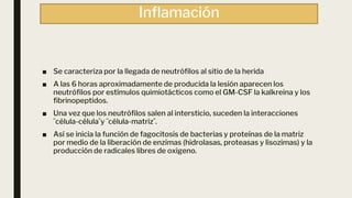 Inflamación
■ Se caracteriza por la llegada de neutrófilos al sitio de la herida
■ A las 6 horas aproximadamente de producida la lesión aparecen los
neutrófilos por estímulos quimiotácticos como el GM-CSF la kalkreina y los
fibrinopeptidos.
■ Una vez que los neutrófilos salen al intersticio, suceden la interacciones
¨célula-célula¨y ¨célula-matriz¨.
■ Así se inicia la función de fagocitosis de bacterias y proteínas de la matriz
por medio de la liberación de enzimas (hidrolasas, proteasas y lisozimas) y la
producción de radicales libres de oxigeno.
 
