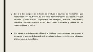 ■ Dos o 3 días después de la lesión se produce el acumulo de monocitos que
reemplazan a los neutrófilos. La presencia de los monocitos esta estimulada por
factores quimiotácticos: fragmentos de colágeno, elastina, fibronectina,
trombina, enzimáticamente activa, TGF beta1, kalikreina y productos de
degradación de la matriz.
■ Los monocitos de los vasos, al llegar al tejido se transforman en macrófagos y
se unen a proteínas de la matriz extracelulas mediante receptores de integrina,
promoviendo la fagocitosis.
 
