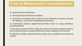 Fase 3: Maduración / remodelación.
■ Fase final de la cicatrización
■ Dia 14 hasta la cicatrización completa.
■ Periodo de contracción de la cicatriz con formaciones de enlaces cruzados
de colágeno , contracción y desaparición del edema.
La cicatrización empieza rápidamente durante la fase 2 y luego disminuye
progresivamente.
La piel solo recupera de 70% a 90% de su fuerza de tensión original, mientras
que el intestino puede recuperar 100% de su fuerza original en una semana.
El deposito de tejido conjuntivo fibroso tiene como resultado la formación de
cicatriz.
 