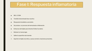 Fase I: Respuesta inflamatoria
■ DEL 1-5 DIA
■ También denominada fase reactiva
■ Respuesta inmediata a una lesión.
■ Se produce un proceso de hemostasia e inflamación
■ Esfuerzos del tejido para intentar limitar los daños
⮚ Detener la hemorragia
⮚ Sellar la superficie de la herida
⮚ Suprimir el tejido necrótico, cuerpo extraño o bacterias presentes.
 