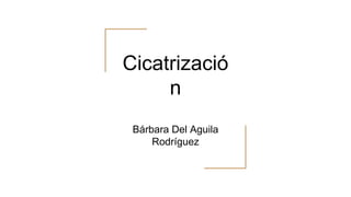 Cicatrizació
n
Bárbara Del Aguila
Rodríguez
 