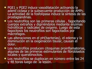 PGE1 y PGE2 induce vasodilatación activando la adenil ciclasa y la subsecuente producción de AMPc. La actividad de la fosfolipasa induce la síntesis de las prostaglandinas. Los neutrofilos son las primeras células , fagocitando cuerpos extraños y digiriéndolos mediante enzimas hidrolíticas y radicales de oxígeno. Luego de esta fagocitosis los neutrofilos son fagocitados por macrofagos. Las alteraciones en el pH(bacterias), el edema y la disminución en la oxigenación tisular, causan el dolor. Los neutrofilos producen citoquinas proinflamatorias, algunas de las primeras estimulantes de fibroblastos locales y queratinocitos.  Los neutrofilos se dupliocan en número entre las 24 y 48 horas luego de  la lesión. 