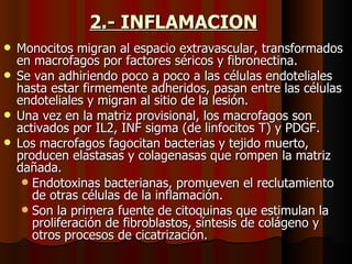 2.- INFLAMACION   Monocitos migran al espacio extravascular, transformados en macrofagos por factores séricos y fibronectina. Se van adhiriendo poco a poco a las células endoteliales hasta estar firmemente adheridos, pasan entre las células endoteliales y migran al sitio de la lesión. Una vez en la matriz provisional, los macrofagos son activados por IL2, INF sigma (de linfocitos T) y PDGF. Los macrofagos fagocitan bacterias y tejido muerto, producen elastasas y colagenasas que rompen la matriz dañada.  Endotoxinas bacterianas, promueven el reclutamiento de otras células de la inflamación.  Son la primera fuente de citoquinas que estimulan la proliferación de fibroblastos, síntesis de colágeno y otros procesos de cicatrización.  