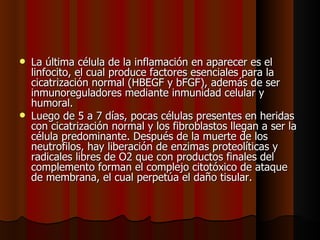 La última célula de la inflamación en aparecer es el linfocito, el cual produce factores esenciales para la cicatrización normal (HBEGF y bFGF), además de ser inmunoreguladores mediante inmunidad celular y humoral.  Luego de 5 a 7 días, pocas células presentes en heridas con cicatrización normal y los fibroblastos llegan a ser la célula predominante. Después de la muerte de los neutrofilos, hay liberación de enzimas proteolíticas y radicales libres de O2 que con productos finales del complemento forman el complejo citotóxico de ataque de membrana, el cual perpetúa el daño tisular. 