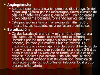 Angiogénesis: Bordes isquemicos. Inicia los primeros días liberación del factor angiogénico por los macrofagos, forma cúmulos de células endoteliales (yemas) que se van uniendo entre sí y con células mesoteliales, formando nuevos capilares. Este proceso se altera si hay exceso de inflamación, muerte tisular, exudado, mala perfusión o corticoides Epitelización:   Células basales diferencían y migran. Inicialmente una sóla capa. Los factores de crecimiento epidérmico liberados por los macrofagos y plaquetas inician éste proceso, limitado y la muerte tisular lo retarda. La maxima distancia que viaja la célula desde el borde es de 3 cm y es un proceso que puede demorar desde 3-5 días hasta meses o años. Una vez se forma una sóla capa el resto se producen por mitosis. Esta sóla capa se debe proteger de desecación ó destrucción por liberación de las proteasas de los neutrofilos en infección local u otro proceso inflamatorio. 