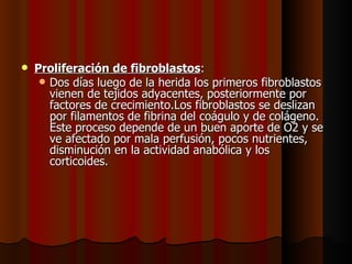 Proliferación de fibroblastos : Dos días luego de la herida los primeros fibroblastos vienen de tejidos adyacentes, posteriormente por factores de crecimiento.Los fibroblastos se deslizan por filamentos de fibrina del coágulo y de colágeno. Este proceso depende de un buen aporte de O2 y se ve afectado por mala perfusión, pocos nutrientes, disminución en la actividad anabólica y los corticoides. 