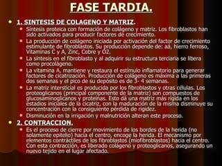 FASE TARDIA. 1. SINTESIS DE COLAGENO Y MATRIZ . Síntesis proteica con formación de colágeno y matriz. Los fibroblastos han sido activados para producir factores de crecimiento. La producción de colágeno iniciada por activación del factor de crecimiento estimulante de fibroblastos. Su producción depende de: aá, hierro ferroso, Vitaminas C y A, Zinc, Cobre y O2. La síntesis en el fibroblasto y al adquirir su estructura terciaria se libera como procolágeno. La vitamina A, mantiene y restaura el estímulo inflamatorio para generar factores de cicatrización. Producción de colágeno es máxima a las primeras dos semanas y el pico de su depósito es de 3- 4 semanas. La matriz intersticial es producida por los fibroblastos y otras células. Los proteoglicanos (principal componente de la matriz) son compuestos de glucosaminoglicanos y proteínas. Esto dá una matriz más rígida en los estadios iniciales de la cicatriz, con la maduración de la misma disminuye su concentración con la consiguiente pérdida de rigidez. Disminución en la irrigación y malnutrición alteran este proceso.  2. CONTRACCION. Es el proceso de cierre por movimiento de los bordes de la herida (no solamente epitelio) hacia el centro, encoge la herida. El mecanismo por elementos contráctiles de los fibroblastos (miofibroblastos) hacia el centro. Con esta contracción, es liberado colágeno y proteoglicanos, asegurando un nuevo tejido en el lugar afectado. 