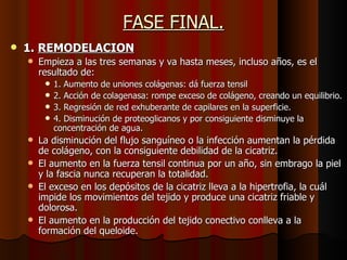 FASE FINAL. 1.   REMODELACION Empieza a las tres semanas y va hasta meses, incluso años, es el resultado de: 1.  A umento de uniones colágenas: dá fuerza tensil 2.  A cción de colagenasa: rompe exceso de colágeno, creando un equilibrio. 3. Regresión de red exhuberante de capilares en la superficie. 4. Disminución de proteoglicanos y por consiguiente disminuye la concentración de agua. La disminución del flujo sanguíneo o la infección aumentan la pérdida de colágeno, con la consiguiente debilidad de la cicatriz.  El aumento en la fuerza tensil continua por un año, sin embrago la piel y la fascia nunca recuperan la totalidad. El exceso en los depósitos de la cicatriz lleva a la hipertrofia, la cuál impide los movimientos del tejido y produce una cicatriz friable y dolorosa.  El aumento en la producción del tejido conectivo conlleva a la formación del queloide. 