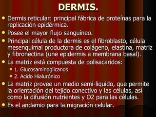 DERMIS. Dermis reticular: principal fábrica de proteínas para la replicación epidérmica. Posee el mayor flujo sanguíneo. Principal célula de la dermis es el fibroblasto, célula mesenquimal productora de colágeno, elastina, matriz y fibronectina (une epidermis a membrana basal). La matriz está compuesta de polisacaridos: 1. Glucosaminoglicanos 2. Acido Hialurónico La matriz provee un medio semi-liquido, que permite la orientación del tejido conectivo y las células, así como la difusión nutrientes y O2 para las células.  Es el andamio para la migración celular. 