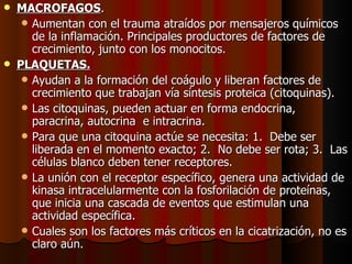 MACROFAGOS . Aumentan con el trauma atraídos por mensajeros químicos de la inflamación. Principales productores de factores de crecimiento, junto con los monocitos. PLAQUETAS. Ayudan a la formación del coágulo y liberan factores de crecimiento que trabajan vía síntesis proteica (citoquinas). Las citoquinas, pueden actuar en forma endocrina, paracrina, autocrina  e intracrina. Para que una citoquina actúe se necesita: 1.    Debe ser liberada en el momento exacto; 2.    No debe ser rota; 3.    Las células blanco deben tener receptores. La unión con el receptor específico, genera una actividad de kinasa intracelularmente con la fosforilación de proteínas, que inicia una cascada de eventos que estimulan una actividad específica.  Cuales son los factores más críticos en la cicatrización, no es claro aún. 