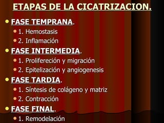 ETAPAS DE LA CICATRIZACION. FASE TEMPRANA . 1. Hemostasis 2. Inflamación FASE INTERMEDIA . 1. Prolifereción y migración 2. Epitelización y angiogenesis FASE TARDIA . 1. Síntesis de colágeno y matriz 2. Contracción FASE FINAL . 1. Remodelación 