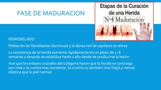 FASE DE MADURACION
REMODELADO
Población de fibroblastos disminuye y la densa red de capilares se retrae
La resistencia de la herida aumenta rápidamente en un plazo de 1- 6
semanas y después se estabiliza hasta 1 año desde de producirse la lesión
Aun que los enlaces cruzados del colágeno hacen que la herida se contraiga
aun mas y se vuelva mas resistente, la cicatriz es también mas frágil y menos
elástica que la piel normal.
 