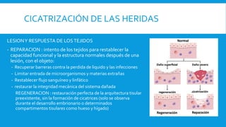 CICATRIZACIÓN DE LAS HERIDAS
LESIONY RESPUESTA DE LOSTEJIDOS
- REPARACION : intento de los tejidos para restablecer la
capacidad funcional y la estructura normales después de una
lesión, con el objeto:
- Recuperar barreras contra la perdida de liquido y las infecciones
- Limitar entrada de microorganismos y materias extrañas
- Restablecer flujo sanguíneo y linfático
- restaurar la integridad mecánica del sistema dañada
REGENERACION : restauración perfecta de la arquitectura tisular
preexistente, sin la formación de cicatrices (solo se observa
durante el desarrollo embrionario o determinados
compartimentos tisulares como hueso y hígado)
 