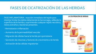 FASES DE CICATRIZACIÓN DE LAS HERIDAS
FASE INFLAMATORIA : reacción inmediata del tejido para
intentar limitar los daños deteniendo la hemorragia, sellando la
superficie de la herida y suprimiendo cualquier tejido necrótico,
restos extraños y bacterias presentes.
- Hemostasia e inflamación
- Aumento de la permeabilidad vascular
- Migración de células hacia la herida por quimiotaxia
- Secreción de citocinas y factores de crecimiento a la herida
- Activación de las células migratorias
 