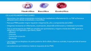 CELULAS POLIMORFO NUCLEARES
- Monocitos y las células endoteliales sintetizan los mediadores inflamatorios (IL-1 yTNF-a) favorece
adhesión entre células endoteliales y neutrófilos
- Para que PMN puedan migrar requieren integrinas B1 y B2 y componentes de la MEC
- Integrinas necesarias en inflamación, cicatrización, desarrollo embrionario y metástasis tumorales
- Tras su extravasación los PMN son atraídos por quimiotaxias y migran a traves de la MEC gracias a
integrinas y sus ligandos y que tiene 4 fases:
- Adhesión
- Extensión
- Contracción o tracción
- Retracción
- Las integrinas se desplaza a la parte posterior de la célula y libera su sustrato, lo que permite el avance
de la célula
- Las sustancias quimiotáctica media la respuesta de los PMN
 