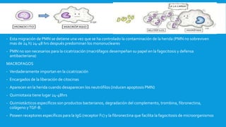 - Esta migración de PMN se detiene una vez que se ha controlado la contaminación de la herida (PMN no sobreviven
mas de 24 h) 24-48 hrs después predominan los mononucleares
- PMN no son necesarios para la cicatrización (macrófagos desempeñan su papel en la fagocitosis y defensa
antibacteriana)
MACROFAGOS
- Verdaderamente importan en la cicatrización
- Encargados de la liberación de citocinas
- Aparecen en la herida cuando desaparecen los neutrófilos (inducen apoptosis PMN)
- Quimiotaxia tiene lugar 24-48hrs
- Quimiotácticos específicos son productos bacterianos, degradación del complemento, trombina, fibronectina,
colágeno yTGF-B.
- Poseen receptores específicos para la IgG (receptor Fc) y la fibronectina que facilita la fagocitosis de microorganismos
 