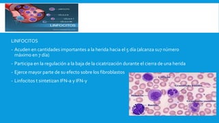 LINFOCITOS
- Acuden en cantidades importantes a la herida hacia el 5 día (alcanza su7 número
máximo en 7 día)
- Participa en la regulación a la baja de la cicatrización durante el cierra de una herida
- Ejerce mayor parte de su efecto sobre los fibroblastos
- Linfocitos t sintetizan IFN-a y IFN-y
 