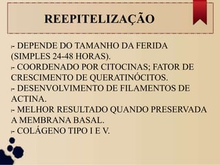 REEPITELIZAÇÃO
l- DEPENDE DO TAMANHO DA FERIDA
(SIMPLES 24-48 HORAS).
l- COORDENADO POR CITOCINAS; FATOR DE
CRESCIMENTO DE QUERATINÓCITOS.
l- DESENVOLVIMENTO DE FILAMENTOS DE
ACTINA.
l- MELHOR RESULTADO QUANDO PRESERVADA
A MEMBRANA BASAL.
l- COLÁGENO TIPO I E V.
 