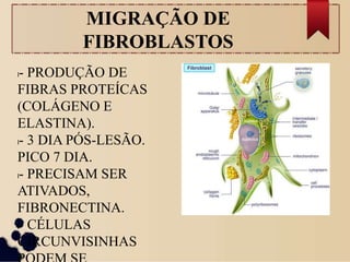 MIGRAÇÃO DE
FIBROBLASTOS
l- PRODUÇÃO DE
FIBRAS PROTEÍCAS
(COLÁGENO E
ELASTINA).
l- 3 DIA PÓS-LESÃO.
PICO 7 DIA.
l- PRECISAM SER
ATIVADOS,
FIBRONECTINA.
l- CÉLULAS
CIRCUNVISINHAS
 