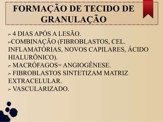 FORMAÇÃO DE TECIDO DE
GRANULAÇÃO
l- 4 DIAS APÓS A LESÃO.
l-COMBINAÇÃO (FIBROBLASTOS, CEL.
INFLAMATÓRIAS, NOVOS CAPILARES, ÁCIDO
HIALURÔNICO).
l- MACRÓFAGOS= ANGIOGÊNESE.
l- FIBROBLASTOS SINTETIZAM MATRIZ
EXTRACELULAR.
l- VASCULARIZADO.
 
