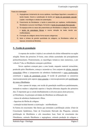 Cicatrização e regeneração

Fases da cicatrização:
       1) Angiogênese: brotamento de novos capilares, macrófagos fagocitam o exsudato e o
           tecido lesado. Ocorre a substituição do tecido por tecido de granulação vascular
           (capilar, macrófagos e celulas de sustentação).
       2) Crescimento de fibroblastos: o tecido é preenchido por capilares, miofibroblastos,
           fibroblastos e poucos macrófagos, formando o tecido de granulação fibrovascular.
       3) Os espaços entre os vasos são preenchidos por fibroblastos e colágenos, formando
           o tecido de granulaçao fibroso e ocorre retração da lesão devido aos
           miofibroblastos.
       4) Formação de colágeno denso forma escara colagenosa.
       5) Após a síntese de grande quantidade de colágeno, os fibroblastos voltam ao
           repouso, tornando-se fibrócitos.



  5 - Tecido de granulação

          A resposta dos tecidos à injúria é um acúmulo de células inflamatórias na região
  atingida. Dentro das primeiras 24 horas, estas células acumuladas são principalmente
  polimorfonucleares. Posteriormente, os macrófagos tornam-se mais numerosos, e por
  volta do 3º dia, os fibroblastos começam a proliferar.
          Novos capilares avançam para a zona lesada, enquanto material extracelular,
  produzido pelos fibroblastos, começa a acumular-se. Este conjunto de células, material
  extracelular (fibras e componentes da substância fundamental) e vasos neoformados
  constituem o tecido de granulação jovem. O tecido de granulação se caracteriza
  macroscopicamente pelo aspecto róseo granular, e microscopicamente pela proliferação
  de vasos e fibroblastos.
          Com o passar do tempo, este tecido de granulação modifica-se paulatinamente,
  tornando-se maduro e adquirindo aspectos e funções diferentes daqueles dos primeiros
  dias. É importante que se estude detalhadamente os diversos passos deste processo.
  a) Fibroblastos: As principais atividades do fibroblasto na inflamação são:
  - síntese de substância fundamental e fibras.
  - fagocitose de fibrilas de colágeno.
  - contração tecidual durante a cicatrização – miofibroblastos
  b) Fatores de crescimento: São fatores que estimulam a proliferação celular. (Fator de
  Crescimento Epidérmico, Fator de Crescimento Derivado das Plaquetas, estimula
  proliferação de fibroblastos e céls musculares lisas; Fator de crescimento dos
  Fibroblastos, estimula fibroblastos e angiogênese, estimula produção de colágeno e

  Nathalia Fuga – Patologia                                                          Página 5
 