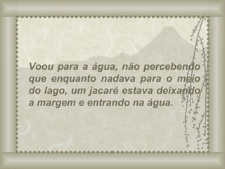 Voou para a água, não percebendo que enquanto nadava para o meio do lago, um jacaré estava deixando a margem e entrando na água. 