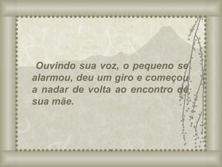 Ouvindo sua voz, o pequeno se alarmou, deu um giro e começou a nadar de volta ao encontro de sua mãe. 