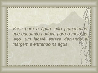 Voou para a água, não percebendo que enquanto nadava para o meio do lago, um jacaré estava deixando a margem e entrando na água. 