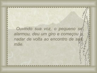 Ouvindo sua voz, o pequeno se alarmou, deu um giro e começou a nadar de volta ao encontro de sua mãe. 