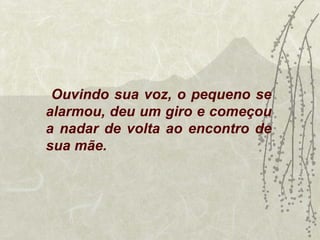 Ouvindo sua voz, o pequeno se
alarmou, deu um giro e começou
a nadar de volta ao encontro de
sua mãe.
 