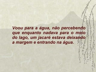 Voou para a água, não percebendo que enquanto nadava para o meio do lago, um jacaré estava deixando a margem e entrando na água. 