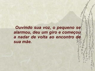 Ouvindo sua voz, o pequeno se alarmou, deu um giro e começou a nadar de volta ao encontro de sua mãe. 