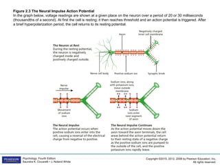 Copyright ©2015, 2012, 2008 by Pearson Education, Inc.
All rights reserved.
Psychology, Fourth Edition
Saundra K. Ciccarelli • J. Noland White
Figure 2.3 The Neural Impulse Action Potential
In the graph below, voltage readings are shown at a given place on the neuron over a period of 20 or 30 milliseconds
(thousandths of a second). At first the cell is resting; it then reaches threshold and an action potential is triggered. After
a brief hyperpolarization period, the cell returns to its resting potential.
 