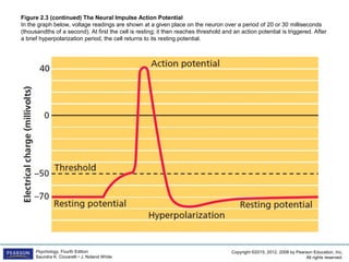 Copyright ©2015, 2012, 2008 by Pearson Education, Inc.
All rights reserved.
Psychology, Fourth Edition
Saundra K. Ciccarelli • J. Noland White
Figure 2.3 (continued) The Neural Impulse Action Potential
In the graph below, voltage readings are shown at a given place on the neuron over a period of 20 or 30 milliseconds
(thousandths of a second). At first the cell is resting; it then reaches threshold and an action potential is triggered. After
a brief hyperpolarization period, the cell returns to its resting potential.
 