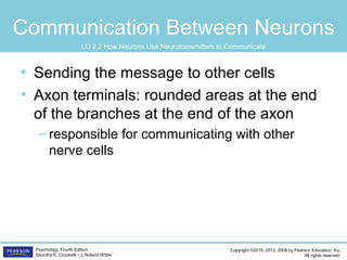 Copyright ©2015, 2012, 2008 by Pearson Education, Inc.
All rights reserved.
Psychology, Fourth Edition
Saundra K. Ciccarelli • J. Noland White
Communication Between Neurons
• Sending the message to other cells
• Axon terminals: rounded areas at the end
of the branches at the end of the axon
– responsible for communicating with other
nerve cells
LO 2.2 How Neurons Use Neurotransmitters to Communicate
 