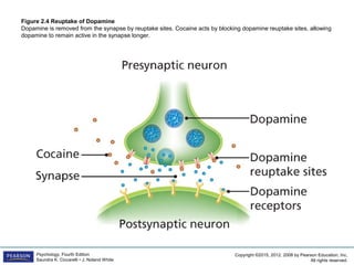 Copyright ©2015, 2012, 2008 by Pearson Education, Inc.
All rights reserved.
Psychology, Fourth Edition
Saundra K. Ciccarelli • J. Noland White
Figure 2.4 Reuptake of Dopamine
Dopamine is removed from the synapse by reuptake sites. Cocaine acts by blocking dopamine reuptake sites, allowing
dopamine to remain active in the synapse longer.
 