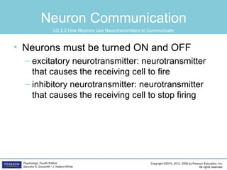 Copyright ©2015, 2012, 2008 by Pearson Education, Inc.
All rights reserved.
Psychology, Fourth Edition
Saundra K. Ciccarelli • J. Noland White
Neuron Communication
• Neurons must be turned ON and OFF
– excitatory neurotransmitter: neurotransmitter
that causes the receiving cell to fire
– inhibitory neurotransmitter: neurotransmitter
that causes the receiving cell to stop firing
LO 2.2 How Neurons Use Neurotransmitters to Communicate
 