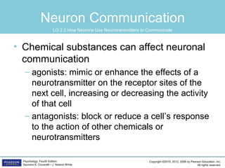 Copyright ©2015, 2012, 2008 by Pearson Education, Inc.
All rights reserved.
Psychology, Fourth Edition
Saundra K. Ciccarelli • J. Noland White
Neuron Communication
• Chemical substances can affect neuronal
communication
– agonists: mimic or enhance the effects of a
neurotransmitter on the receptor sites of the
next cell, increasing or decreasing the activity
of that cell
– antagonists: block or reduce a cell’s response
to the action of other chemicals or
neurotransmitters
LO 2.2 How Neurons Use Neurotransmitters to Communicate
 