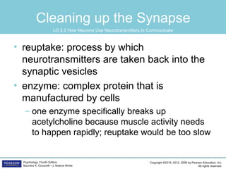 Copyright ©2015, 2012, 2008 by Pearson Education, Inc.
All rights reserved.
Psychology, Fourth Edition
Saundra K. Ciccarelli • J. Noland White
Cleaning up the Synapse
• reuptake: process by which
neurotransmitters are taken back into the
synaptic vesicles
• enzyme: complex protein that is
manufactured by cells
– one enzyme specifically breaks up
acetylcholine because muscle activity needs
to happen rapidly; reuptake would be too slow
LO 2.2 How Neurons Use Neurotransmitters to Communicate
 