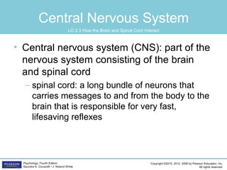 Copyright ©2015, 2012, 2008 by Pearson Education, Inc.
All rights reserved.
Psychology, Fourth Edition
Saundra K. Ciccarelli • J. Noland White
Central Nervous System
• Central nervous system (CNS): part of the
nervous system consisting of the brain
and spinal cord
– spinal cord: a long bundle of neurons that
carries messages to and from the body to the
brain that is responsible for very fast,
lifesaving reflexes
LO 2.3 How the Brain and Spinal Cord Interact
 