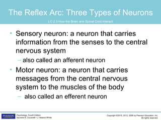 Copyright ©2015, 2012, 2008 by Pearson Education, Inc.
All rights reserved.
Psychology, Fourth Edition
Saundra K. Ciccarelli • J. Noland White
The Reflex Arc: Three Types of Neurons
• Sensory neuron: a neuron that carries
information from the senses to the central
nervous system
– also called an afferent neuron
• Motor neuron: a neuron that carries
messages from the central nervous
system to the muscles of the body
– also called an efferent neuron
LO 2.3 How the Brain and Spinal Cord Interact
 