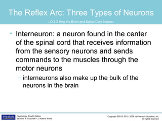 Copyright ©2015, 2012, 2008 by Pearson Education, Inc.
All rights reserved.
Psychology, Fourth Edition
Saundra K. Ciccarelli • J. Noland White
The Reflex Arc: Three Types of Neurons
• Interneuron: a neuron found in the center
of the spinal cord that receives information
from the sensory neurons and sends
commands to the muscles through the
motor neurons
– interneurons also make up the bulk of the
neurons in the brain
LO 2.3 How the Brain and Spinal Cord Interact
 