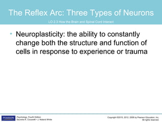 Copyright ©2015, 2012, 2008 by Pearson Education, Inc.
All rights reserved.
Psychology, Fourth Edition
Saundra K. Ciccarelli • J. Noland White
The Reflex Arc: Three Types of Neurons
• Neuroplasticity: the ability to constantly
change both the structure and function of
cells in response to experience or trauma
LO 2.3 How the Brain and Spinal Cord Interact
 
