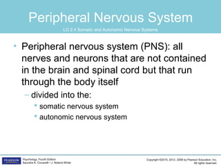 Copyright ©2015, 2012, 2008 by Pearson Education, Inc.
All rights reserved.
Psychology, Fourth Edition
Saundra K. Ciccarelli • J. Noland White
Peripheral Nervous System
• Peripheral nervous system (PNS): all
nerves and neurons that are not contained
in the brain and spinal cord but that run
through the body itself
– divided into the:
 somatic nervous system
 autonomic nervous system
LO 2.4 Somatic and Autonomic Nervous Systems
 
