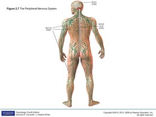 Copyright ©2015, 2012, 2008 by Pearson Education, Inc.
All rights reserved.
Psychology, Fourth Edition
Saundra K. Ciccarelli • J. Noland White
Figure 2.7 The Peripheral Nervous System
 